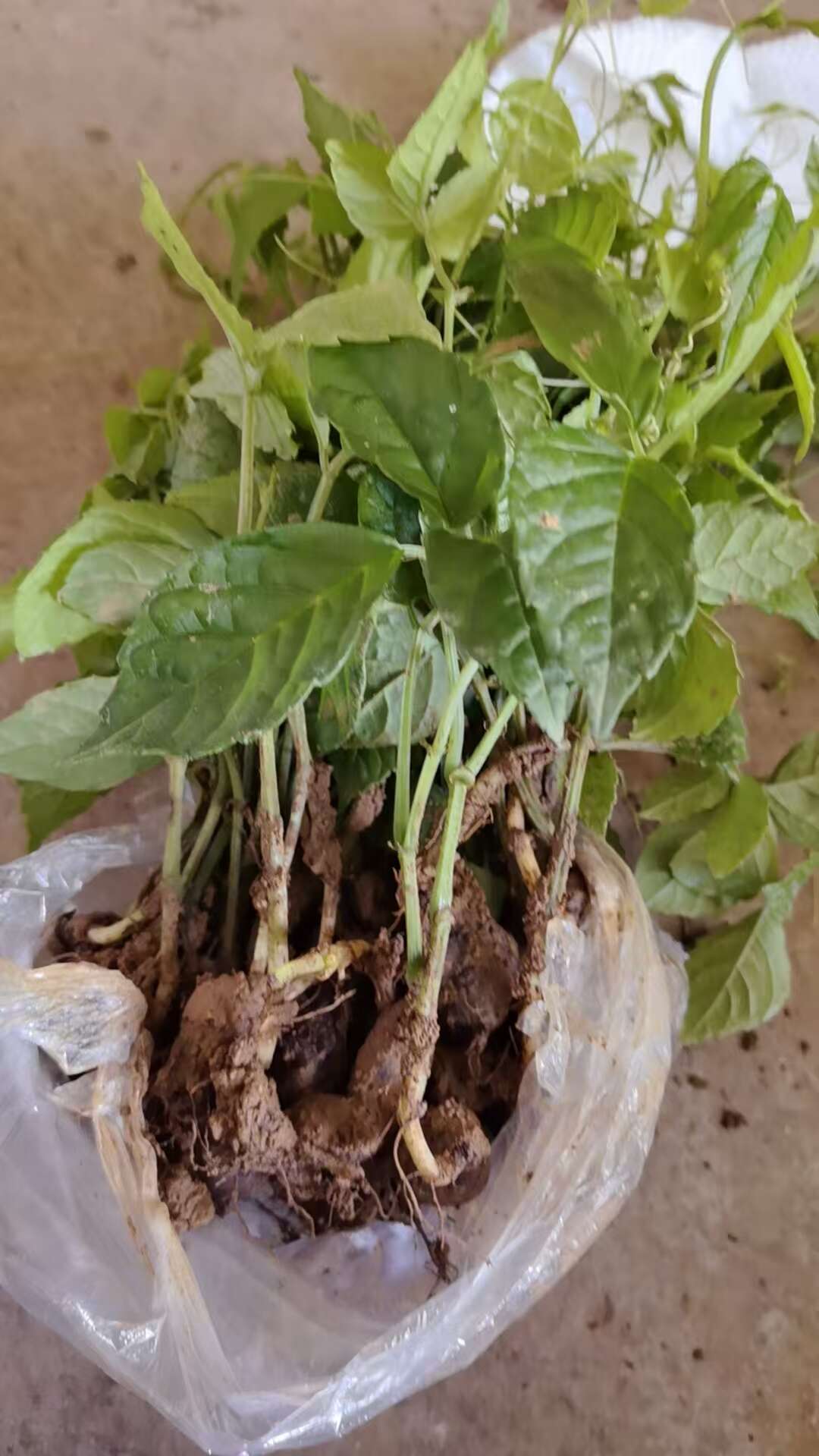 三叶青苗金线吊葫芦金丝吊葫芦苗，产地直发，品质保证，量大价钱