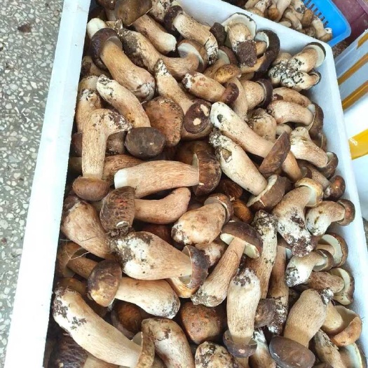 大理市云南精品美味牛肝菌