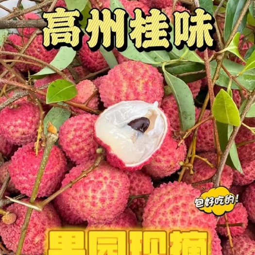 高州市广东茂名高州桂味荔枝新鲜采摘现发货