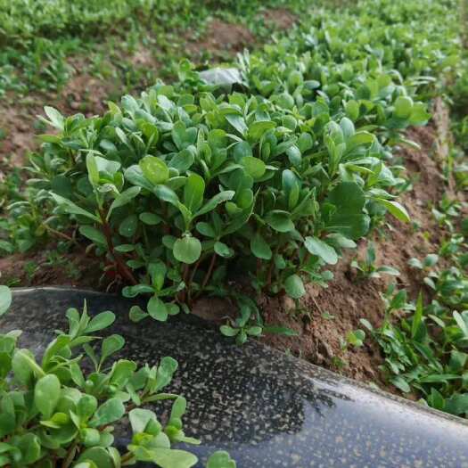 行唐县新鲜翠绿马齿笕长寿菜五行草健康养生