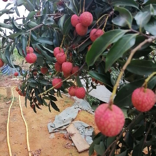 灵山县桂味荔枝鲜红果厚核小广西灵山县