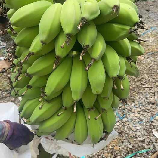 南宁苹果蕉