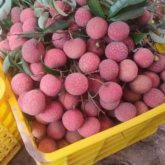 灵山县灵山荔枝大量上市，欢迎各大老板采购，价格美丽