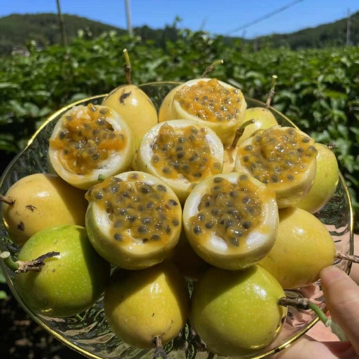 遂溪县钦蜜9号黄金百香果，全国批发，电商代发