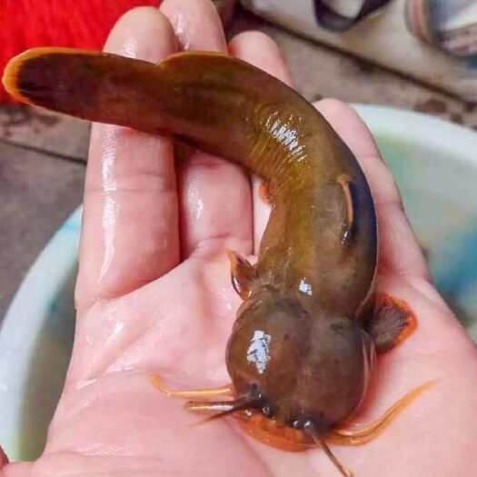 水疯子，白缘䱀