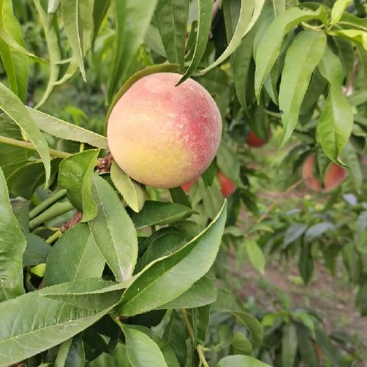 原阳县突围桃