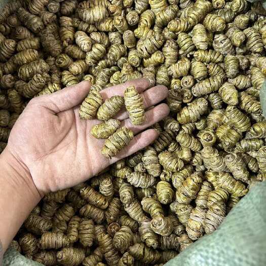 昆明云南石斛紫皮石斛大颗粒亏本甩卖