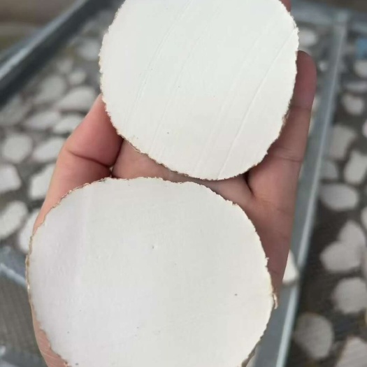 佛山虎乳灵芝菌