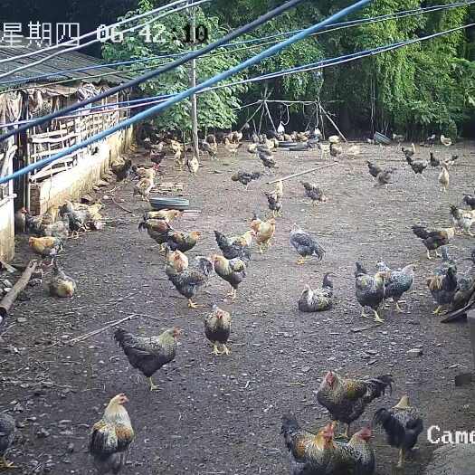 广西玉林新鲜芦花阉鸡，散养肉质鲜美