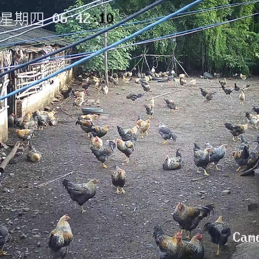 兴业县广西玉林新鲜芦花阉鸡，散养肉质鲜美