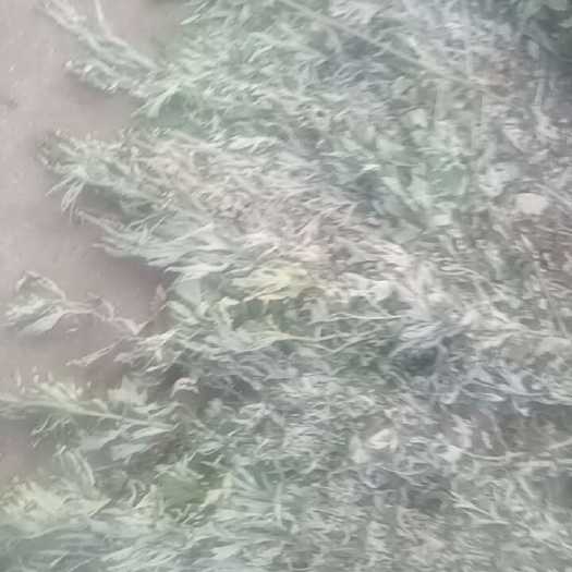 襄樊北艾