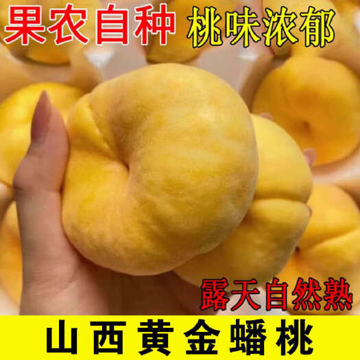 稷山县黄金蟠桃 油蟠7号9号毛蟠13 油桃毛桃蟠桃一手货源一件代发