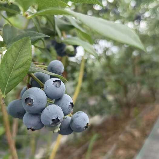 连云港自家种植蓝莓