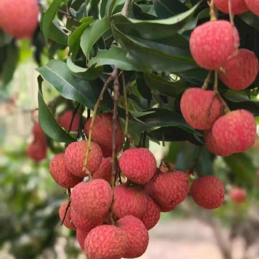 广西灵山新鲜荔枝现摘现发当季优质水果批发零售