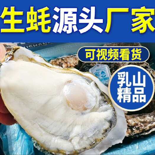 连云港山东生蚝乳山三倍体生蚝水产贝类现捞现发商用生蚝批发可视频验货