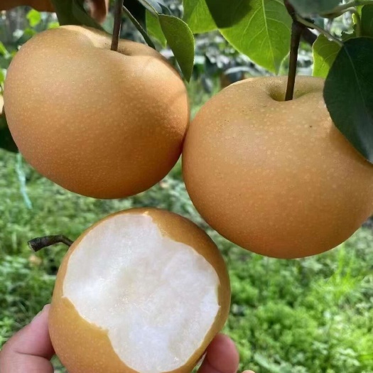 费县秋月梨，个头7两以上，口感脆甜多汁，量大质优