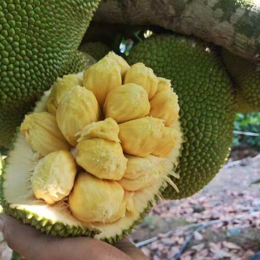 凭祥市榴莲蜜