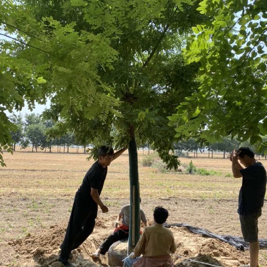 郯城县高杆黄金槐—苗圃清地处理