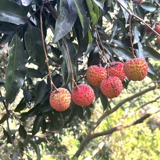 东莞市东莞本地自家种植桂味荔枝，现摘现发，新鲜保证!果肉雪白多汁