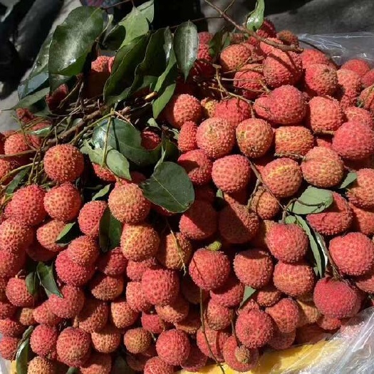 广州桂味荔枝