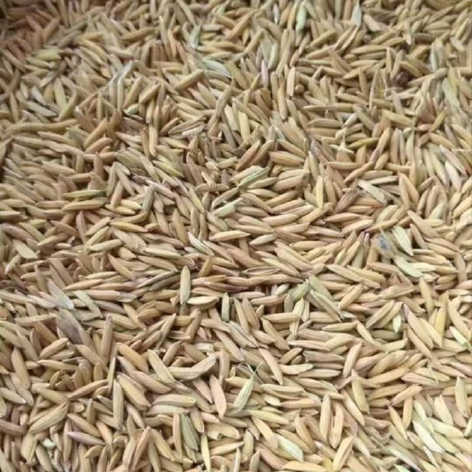 益阳黄花占