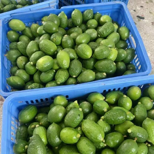 翁源县广东香水柠檬批发