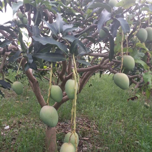 百色广西百色田阳区新鲜台农芒现摘现发热带水果精品芒果(大果)