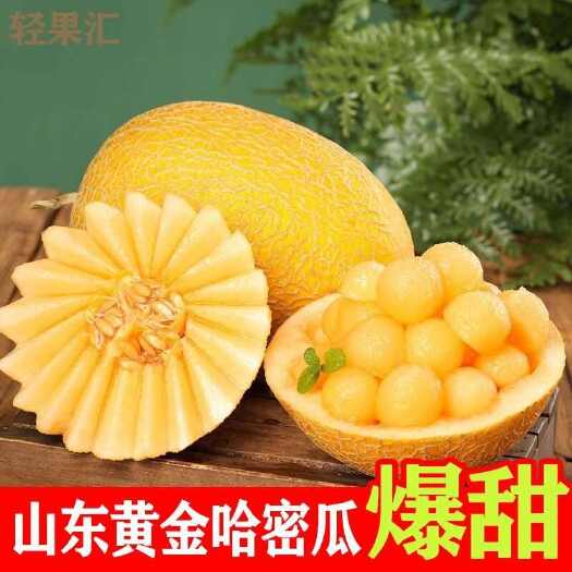 莘县黄金哈密瓜金色年华