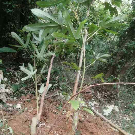 漳州新鲜七指毛桃