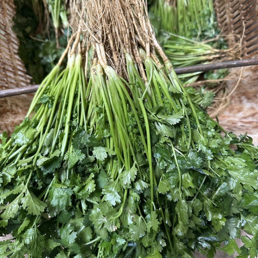 香菜，批发出售