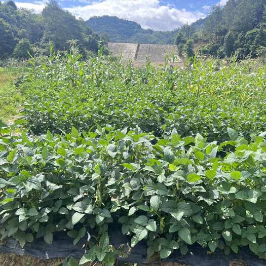 福建田地现摘新鲜毛豆售完即止
