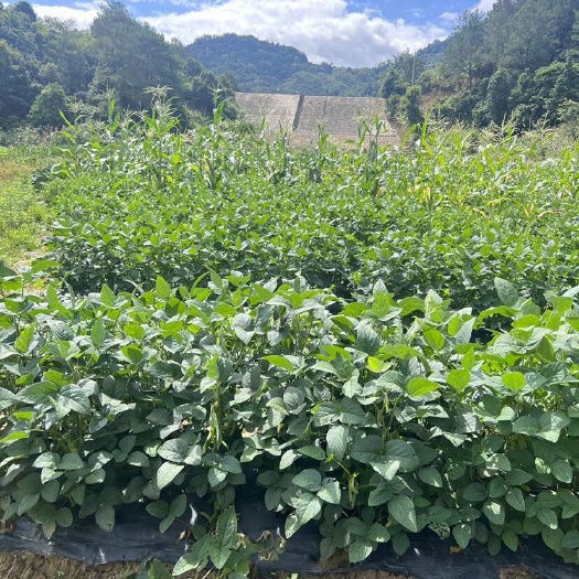 建瓯市福建田地现摘新鲜毛豆售完即止