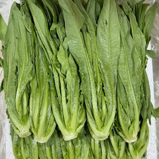 南宁云南油麦菜