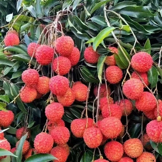 东莞市东莞厚街桂味荔枝，批发零售，成色好，肉多皮薄，口感好