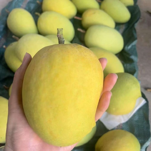 圣德龙芒果