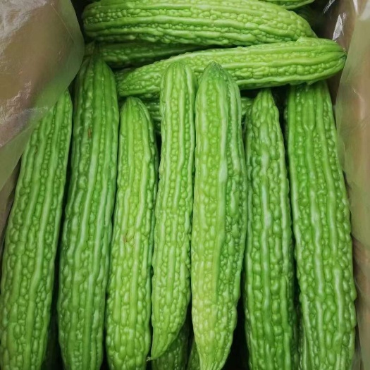 博爱县博爱县蒋村蔬菜批发市场苦瓜大量上市供应电商，市场，