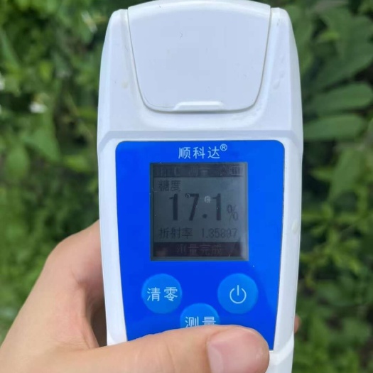 镇宁县六马蜂糖李