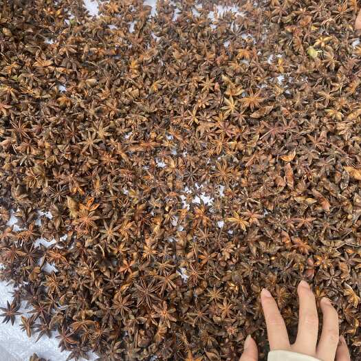 玉林95干去把过筛春花春花八角 颜色漂亮 中个头 全国发货