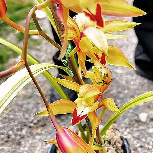 南涧县虎头兰