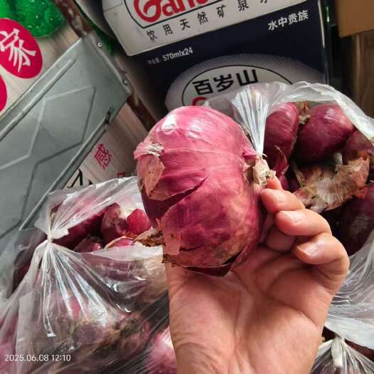 靖江市洋葱