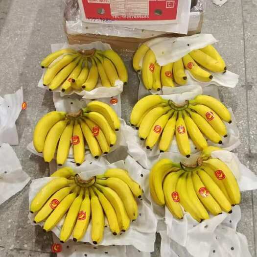 太仓市本公司大量供应 菲律宾 越南 精品一级蕉  二级蕉 皇帝