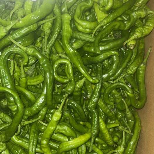 安新县阳雀湖高端辣椒（辣椒炒肉专用辣椒）