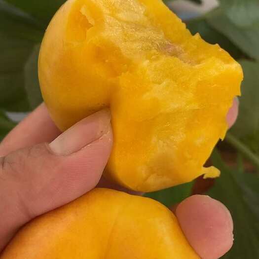 蒙阴县山东蒙阴蜜桃新鲜采摘 电商果级 支持坏损包赔 快递发货