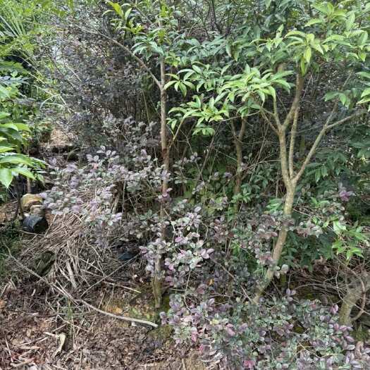 灵山县优质樱桃嫁接容器苗、嘉宝果苗、高60公分以上 带土球发货