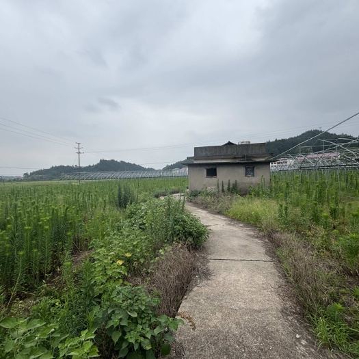 衡阳400亩蔬菜地！有一百亩大棚