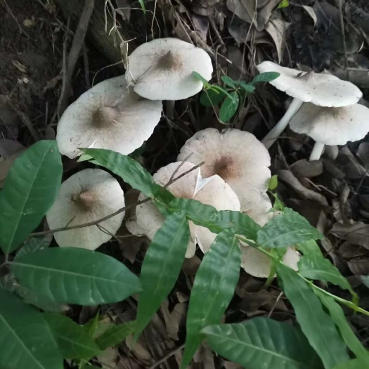 米易县鸡枞菌