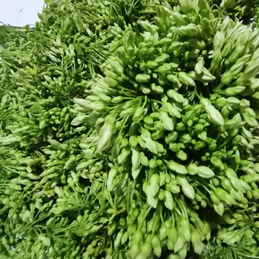 广东百亩基地新鲜夜香花蔬菜批发供货支持批量采购