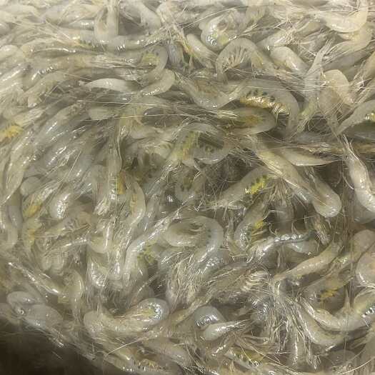 庄河市白虾
