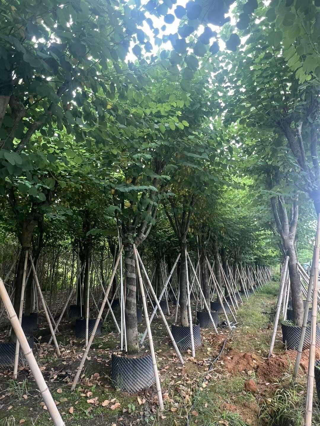 普宁市宫粉紫荆12-15-18分支持现场视频