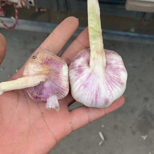邳州市邳州紫皮大蒜全规格大蒜都有，可以电商代发。